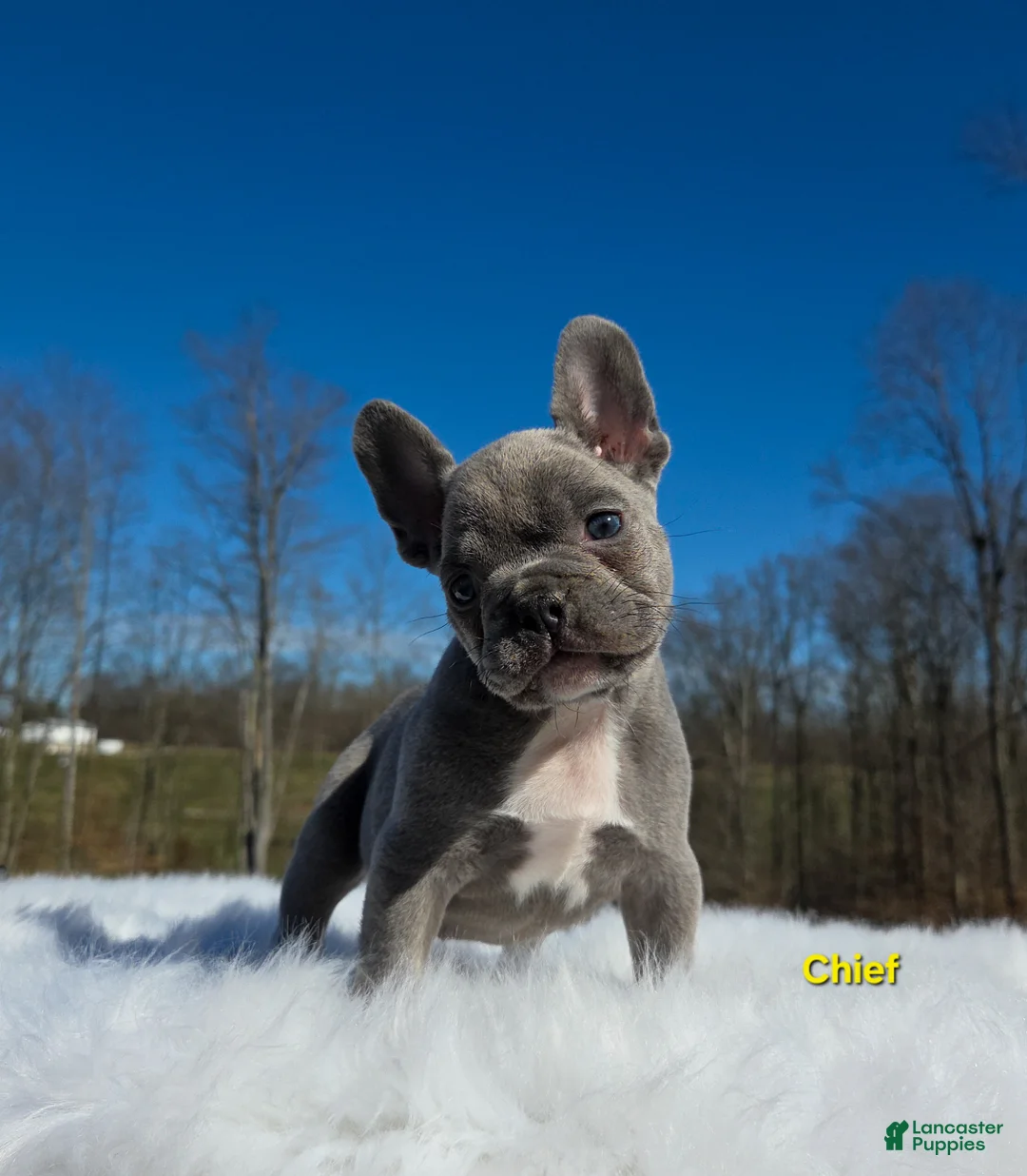 French Bulldog dogs for sale: Chief  - Ad 1