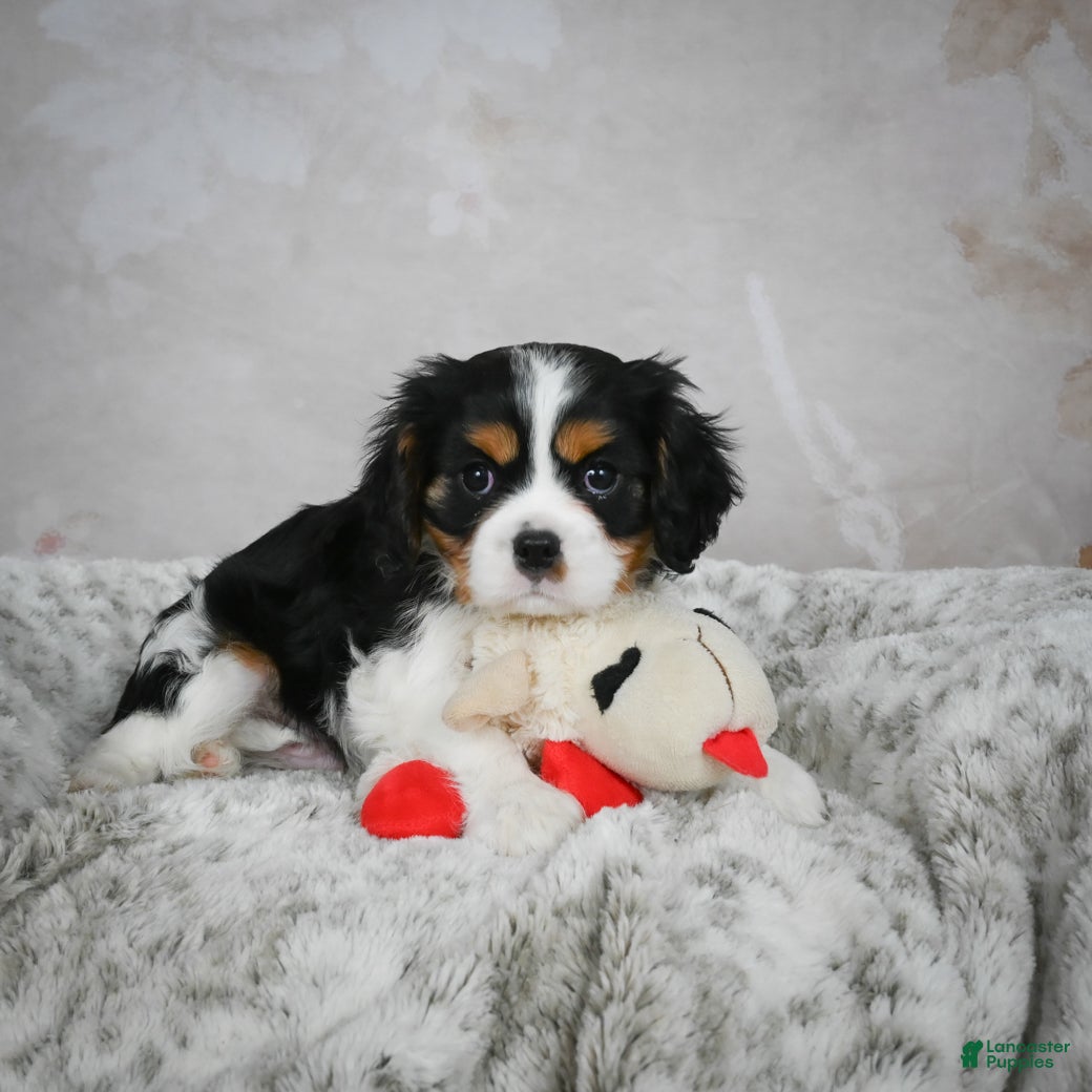 Cavalier King Charles Spaniel dogs Lynn - Ad 24