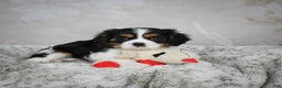 Cavalier King Charles Spaniel dogs for sale: Lynn - Ad 1