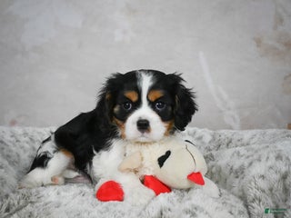 Cavalier King Charles Spaniel dogs Lynn - Ad 13