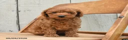 Miniature Poodle dogs for sale: Sully - Ad 5
