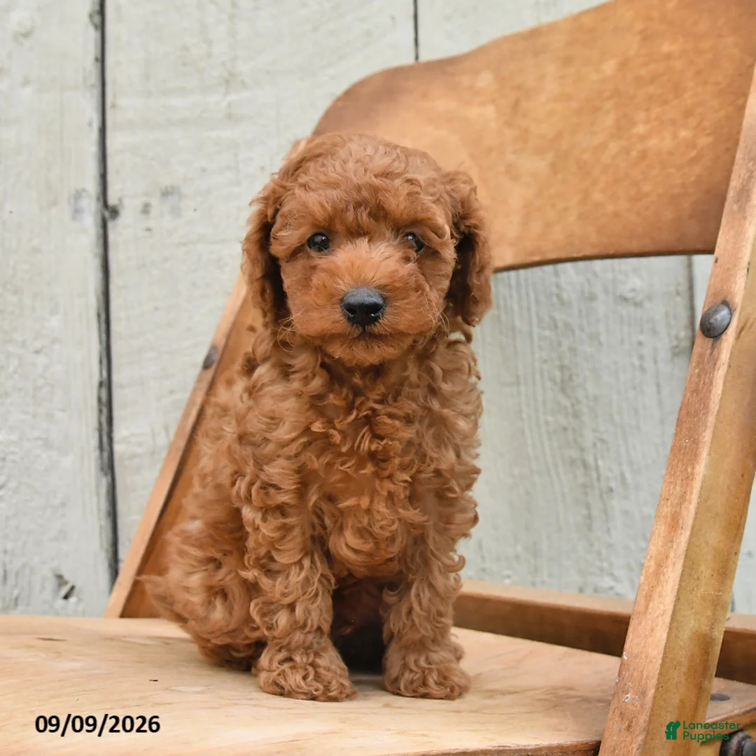 Miniature Poodle dogs for sale: Sully - Ad 5