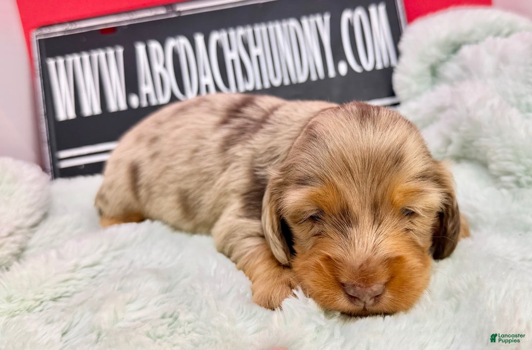 Miniature Dachshund dogs for sale: Champion bred Russian  - Ad 3