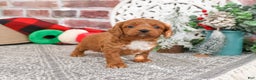 Cavapoo dogs for sale: Brewer - Ad 2