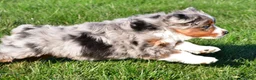 Miniature Australian Shepherd dogs for sale: Andre - Ad 5