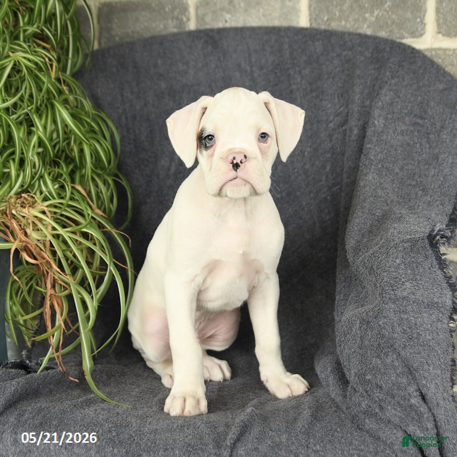 Boxer dogs Felix - Ad 2