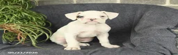 Boxer dogs for sale: Felix - Ad 2