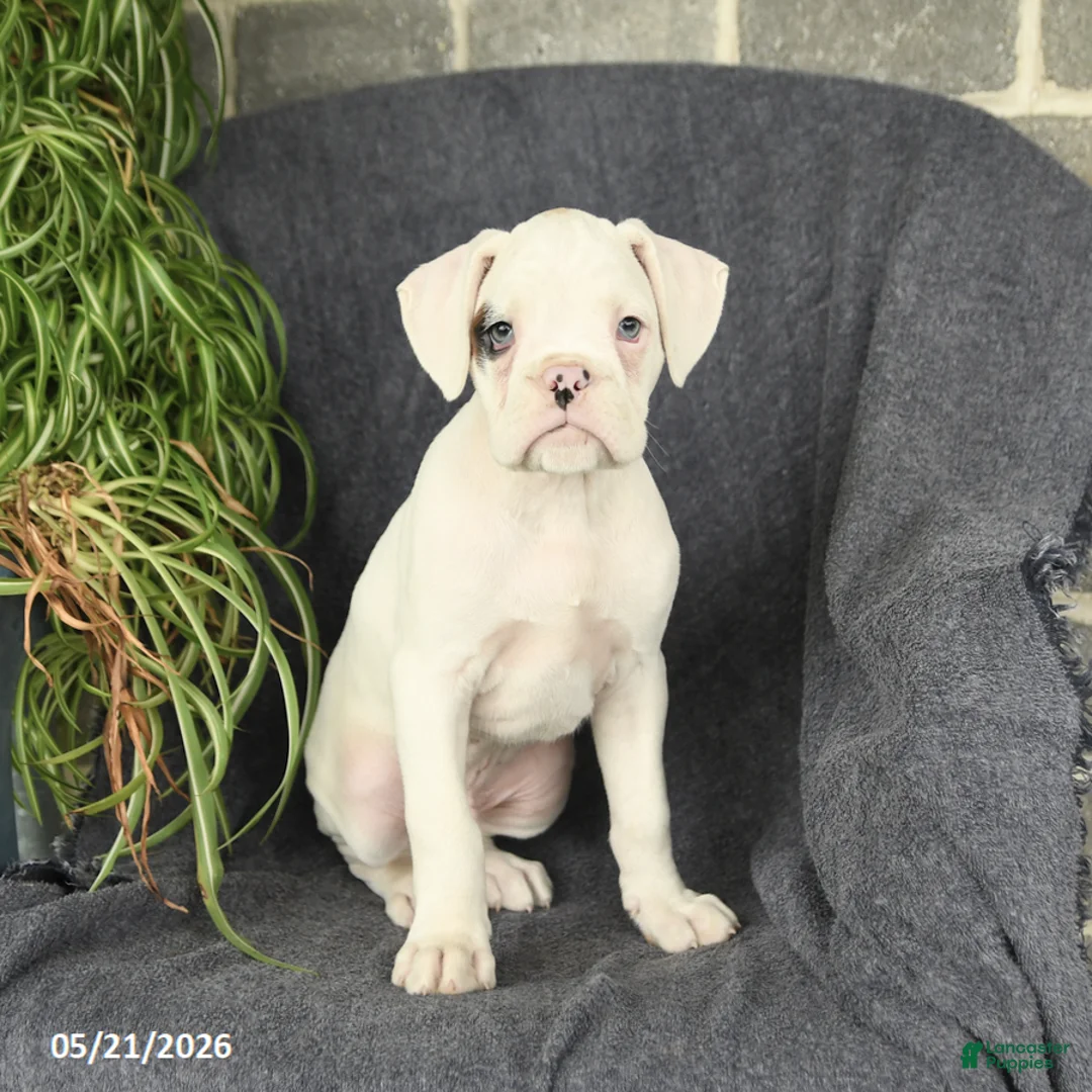 Boxer dogs for sale: Felix - Ad 2