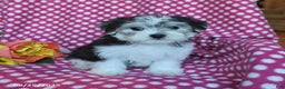 Morkie dogs for sale: Max - Ad 10