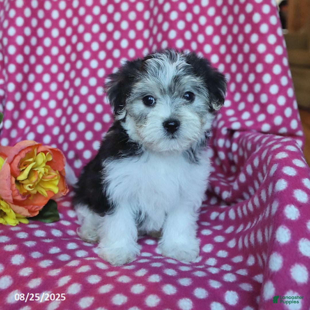 Morkie dogs for sale: Max - Ad 10