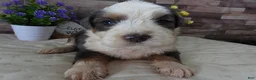 Mini Bernedoodle dogs for sale: #6 Male (Splash's) - Ad 2