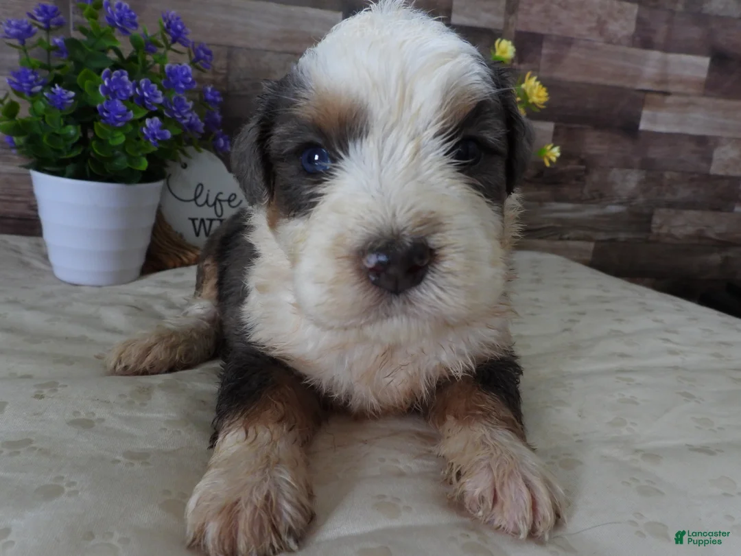 Mini Bernedoodle dogs for sale: #6 Male (Splash's) - Ad 2