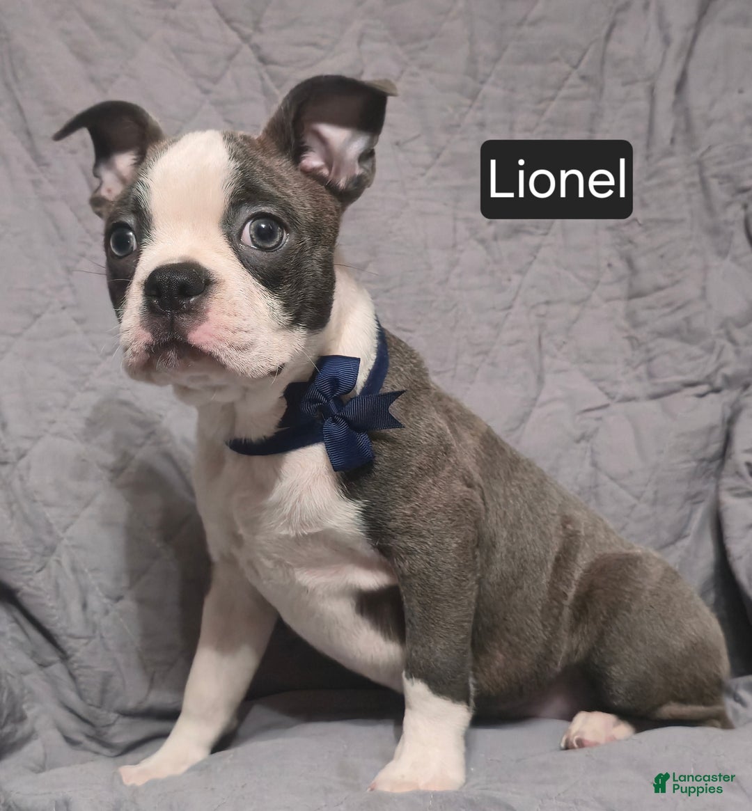 Boston Terrier dogs for sale: Lionel - Ad 5