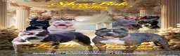 American Bully dogs for sale: Mercy - XL - ABKC - Ad 2