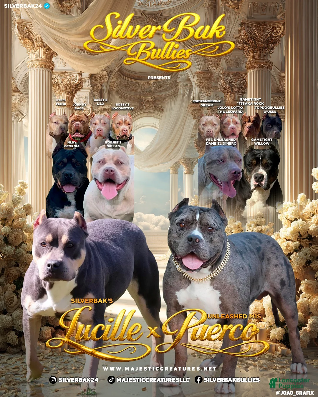 American Bully dogs for sale: Mercy - XL - ABKC - Ad 2