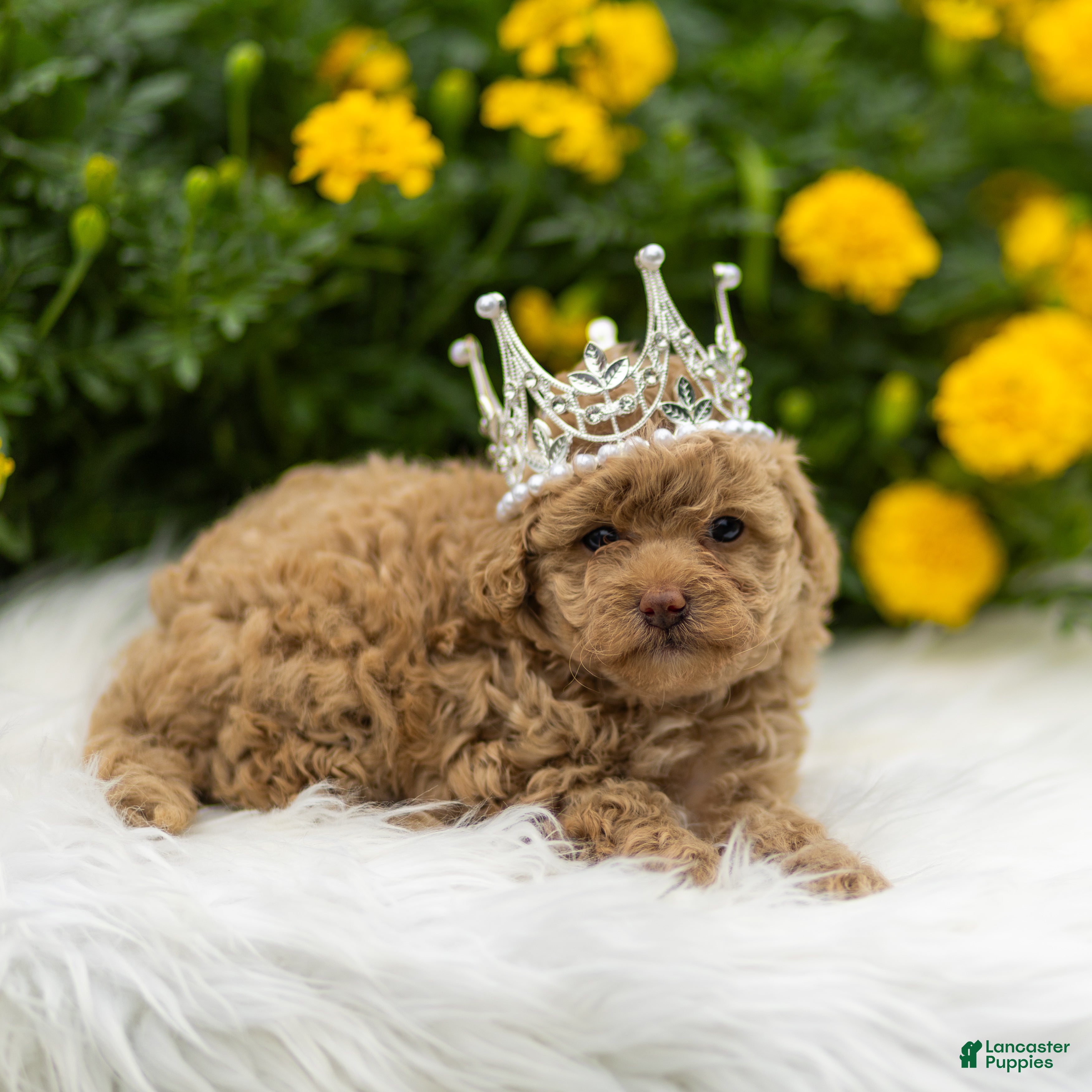 Toy Poodle dogs Natalie - Ad 2