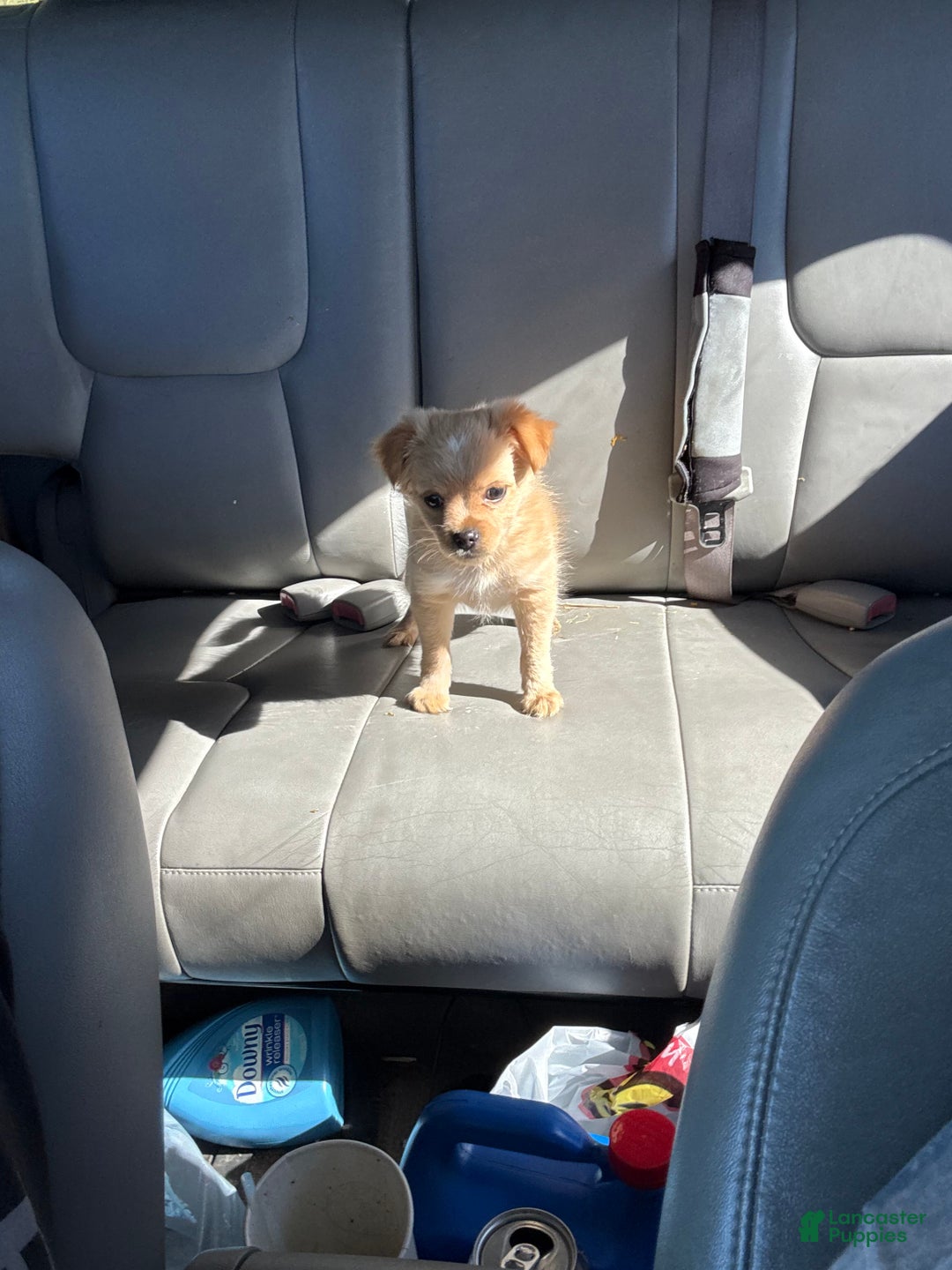 Chihuahua dogs for sale: Glitter - Ad 2