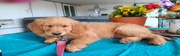 Golden Retriever dogs for sale: Sport - Ad 20