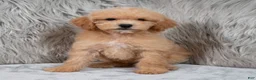 Mini Goldendoodle dogs for sale: Ivy ID: 3855 - Ad 4