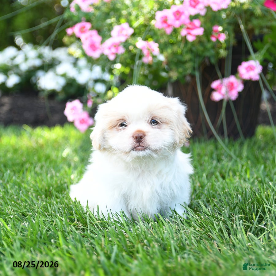 Shih Tzu dogs Adam - Ad 2