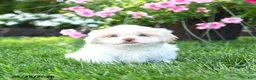 Shih Tzu dogs for sale: Adam - Ad 2
