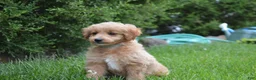 Mini Goldendoodle dogs for sale: Midge - Ad 2