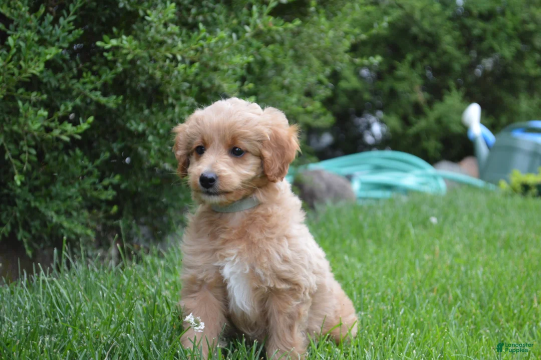 Mini Goldendoodle dogs for sale: Midge - Ad 2