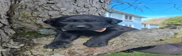 Labrador Retriever dogs for sale: Duncan - Ad 2
