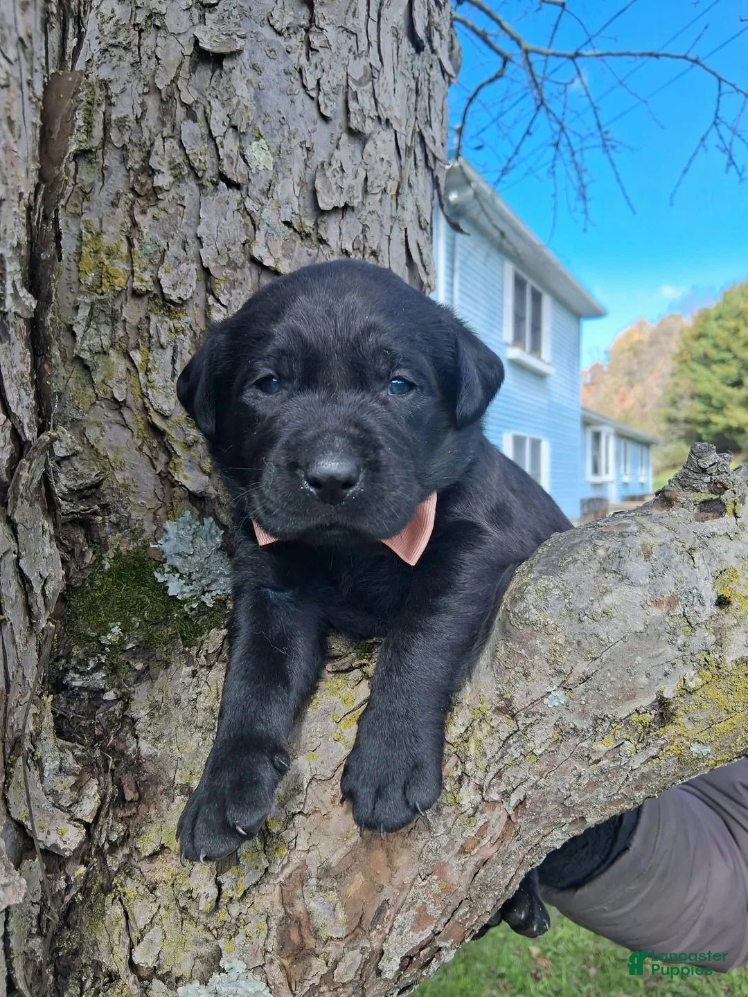 Labrador Retriever dogs for sale: Duncan - Ad 2
