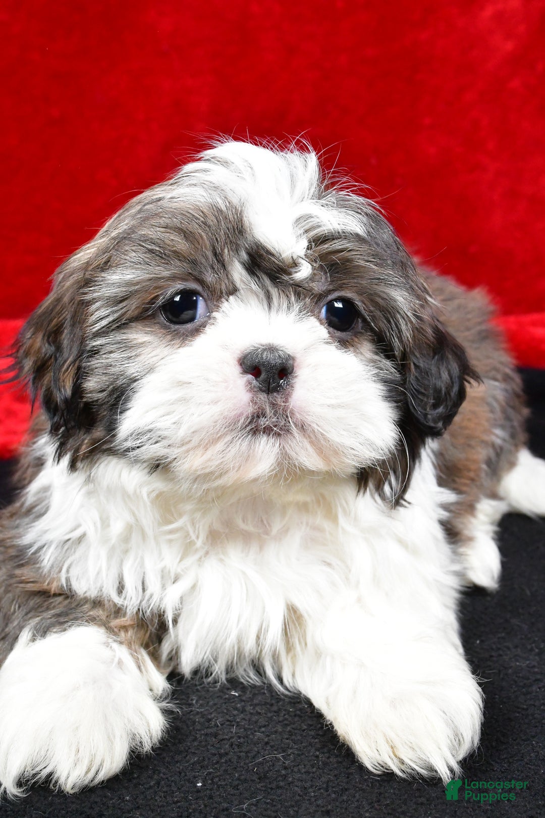 Shih Tzu dogs for sale: Darcey - Ad 6