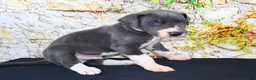 Great Dane dogs for sale: Slate - Ad 7