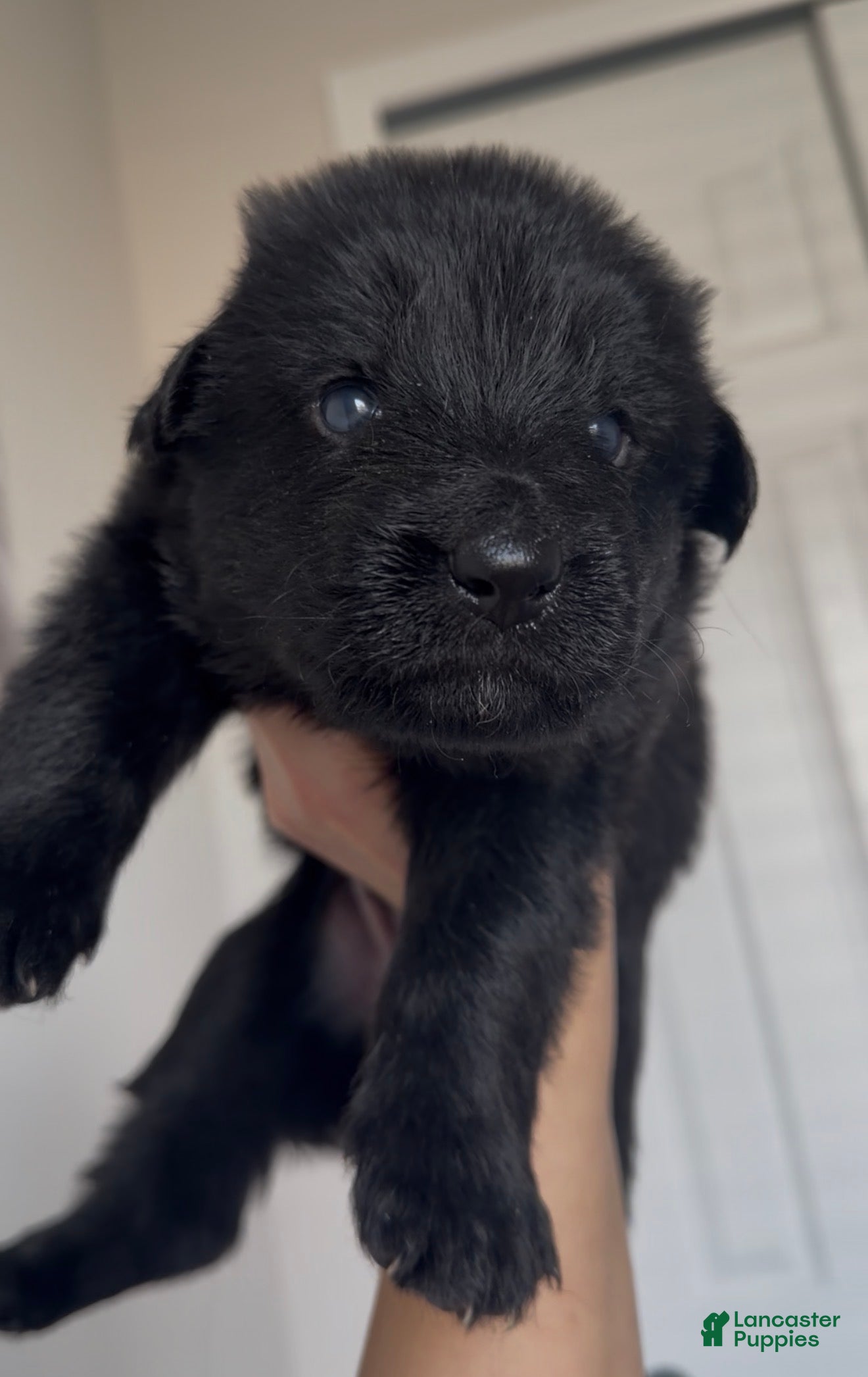German Shepherd dogs for sale: Daffodil  - Ad 1