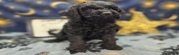 Cockapoo dogs for sale: Foggy - Ad 8
