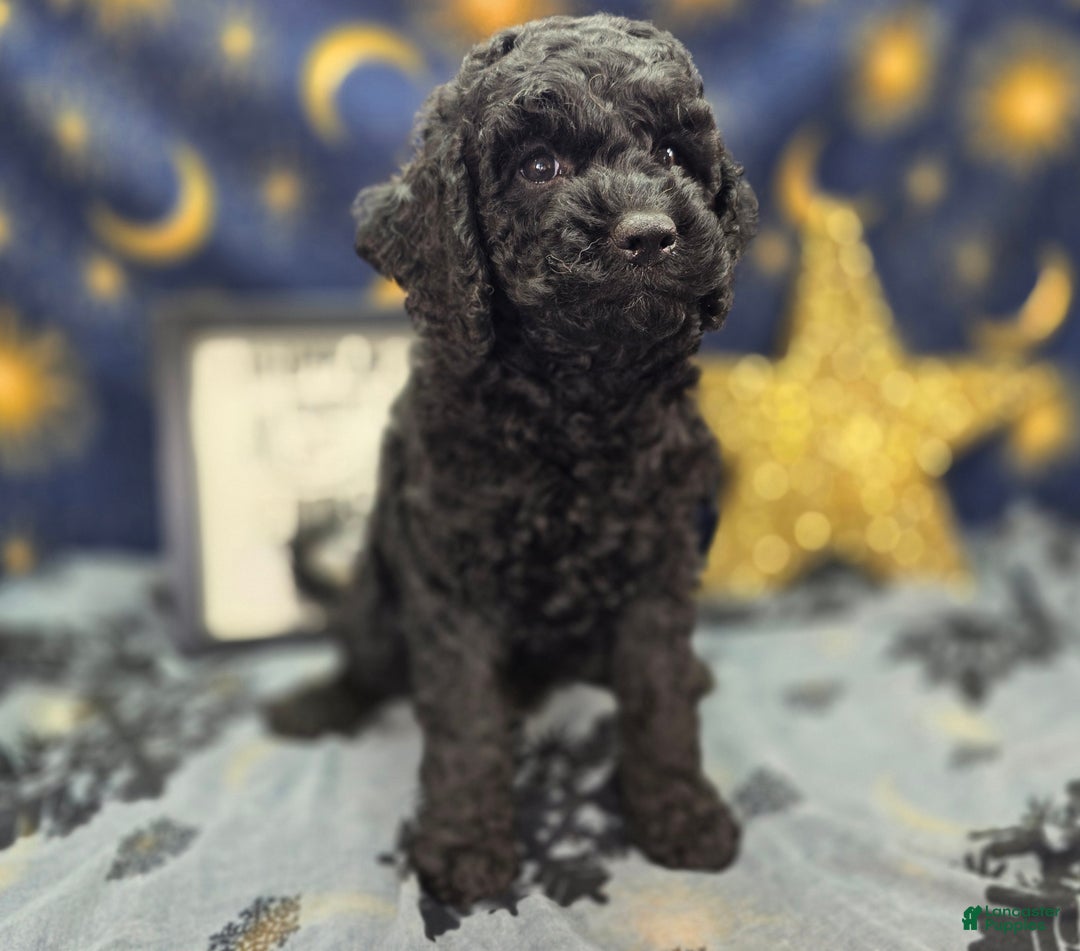 Cockapoo dogs for sale: Foggy - Ad 8