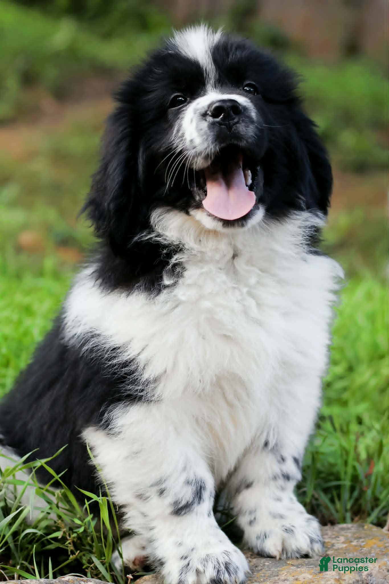 Newfoundland dogs Mario - Ad 1