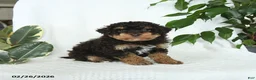 Miniature Poodle dogs for sale: Stella - Ad 4