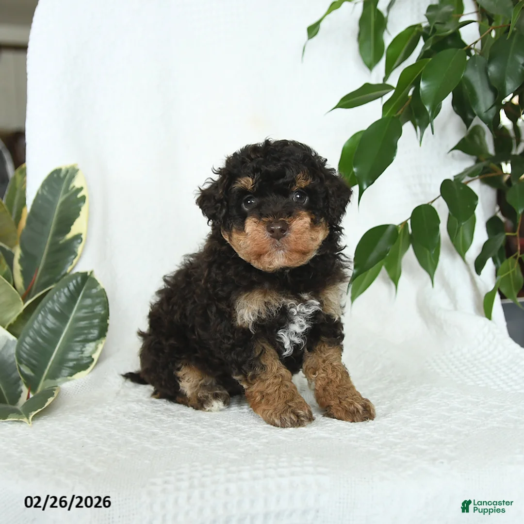 Miniature Poodle dogs for sale: Stella - Ad 4