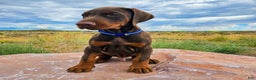 Doberman Pinscher dogs for sale: Red Male - Ad 5