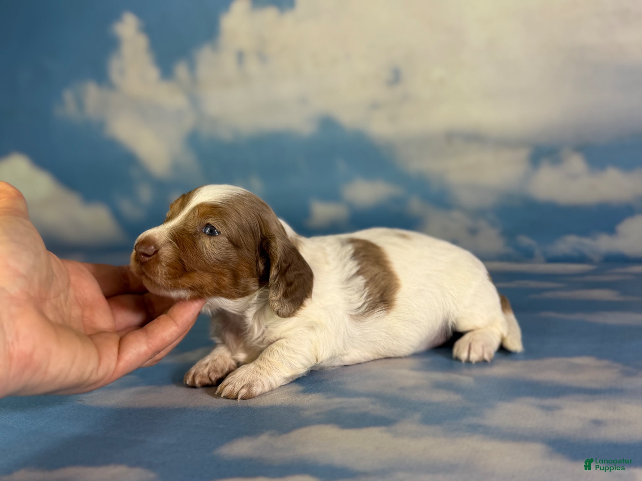 Miniature Dachshund dogs Plum Dappled LH  - Ad 1