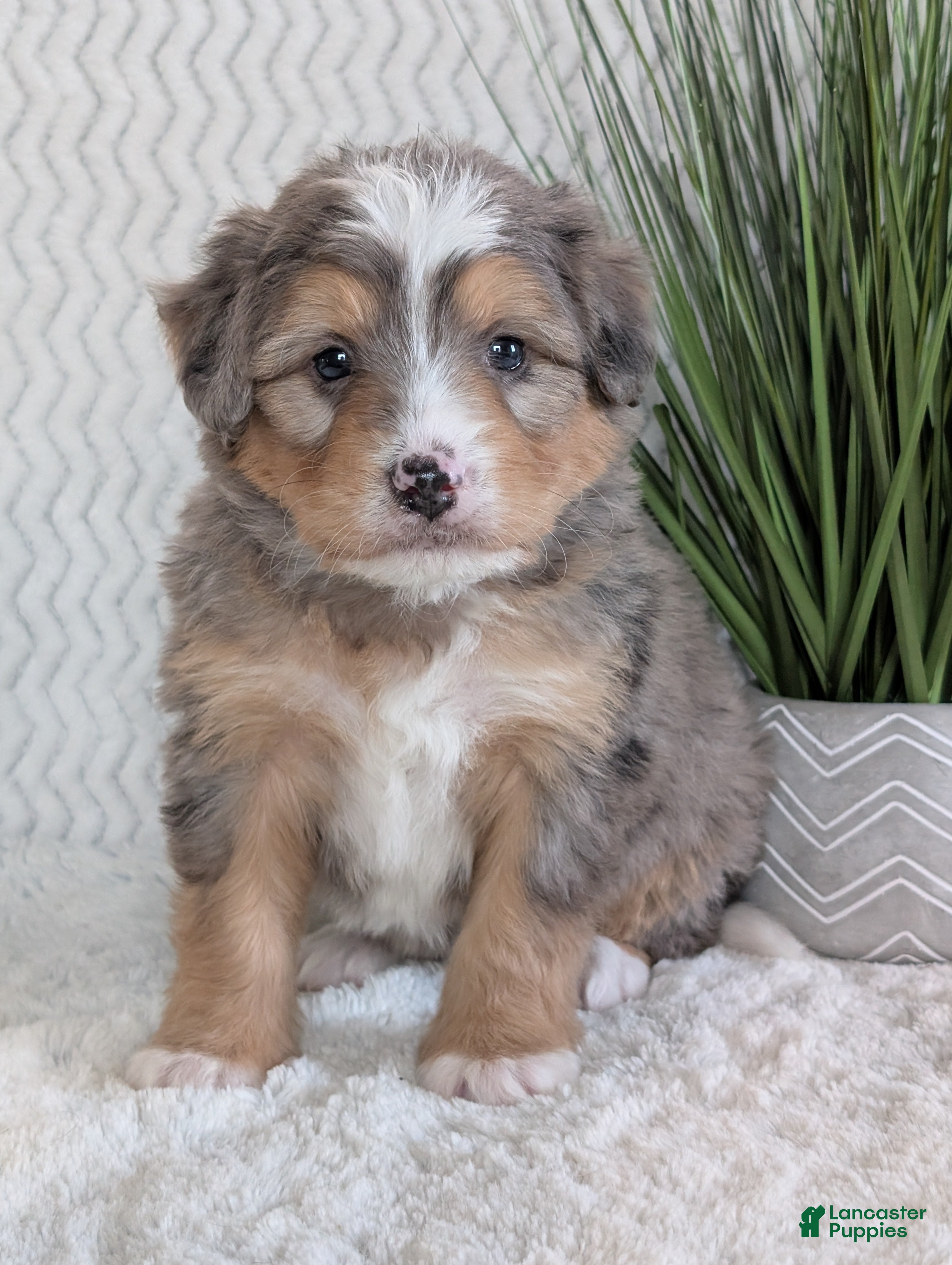 Mini Bernedoodle dogs Mini Dusty  - Ad 1