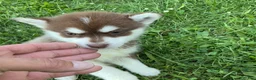 Pomsky dogs for sale: Pomsky 1 - Ad 3