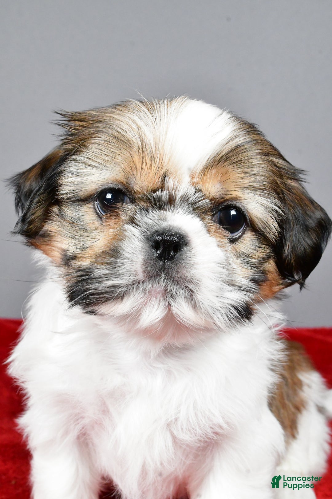 Shih Tzu dogs for sale: Noel - Ad 1