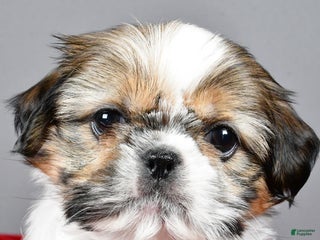 Shih Tzu dogs Noel - Ad 11