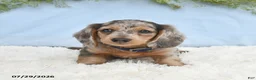 Miniature Dachshund dogs for sale: Tj - Ad 5