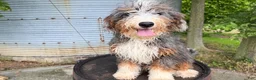 Mini Bernedoodle dogs for sale: Dante - Ad 3
