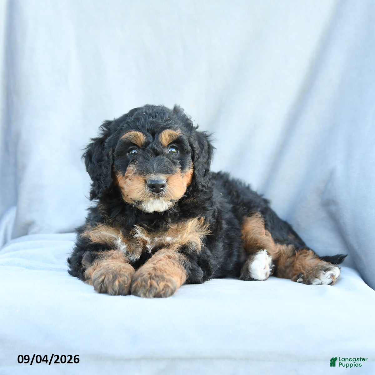 Mini Bernedoodle dogs Muffin - Ad 2