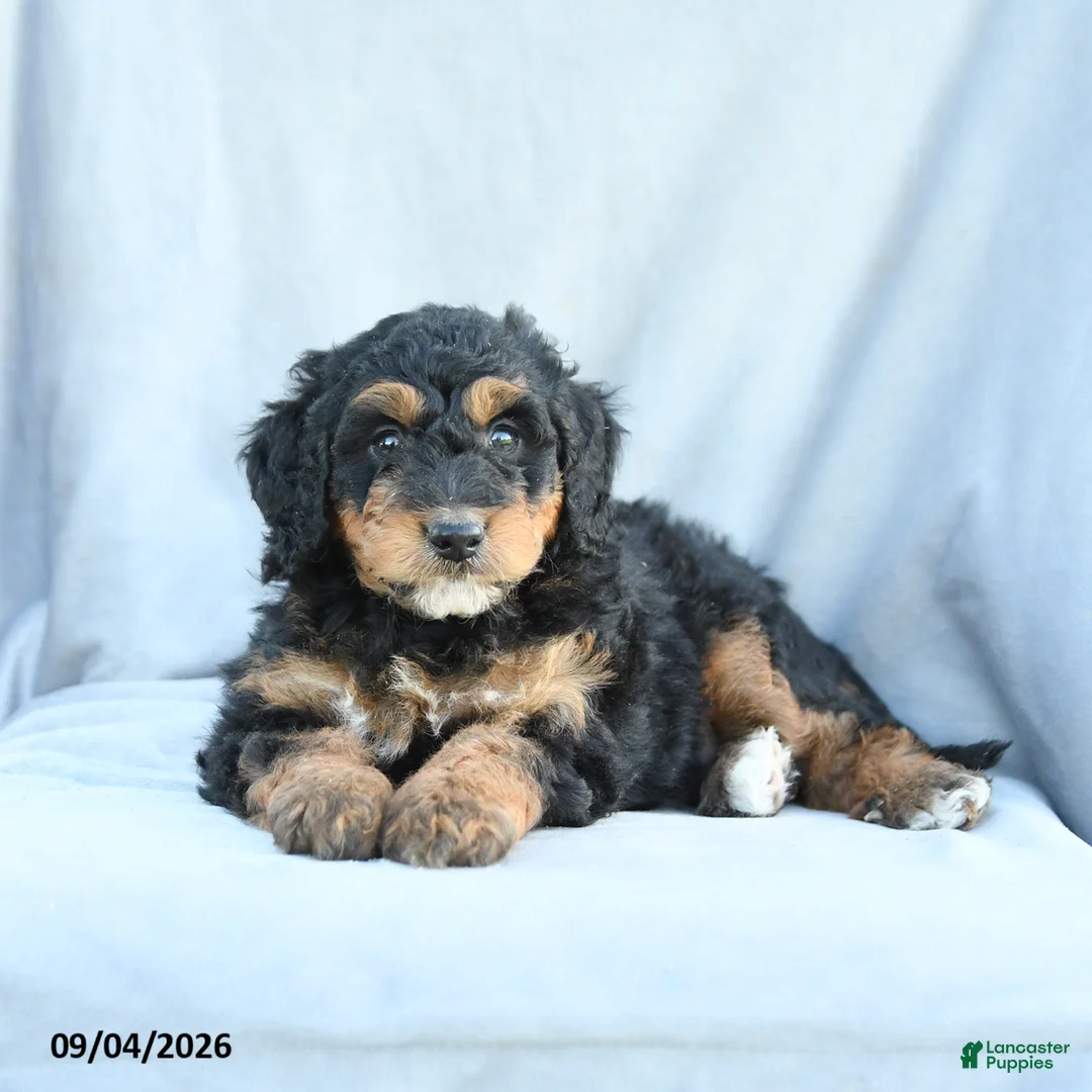 Mini Bernedoodle dogs for sale: Muffin - Ad 2