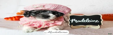 Madeleine