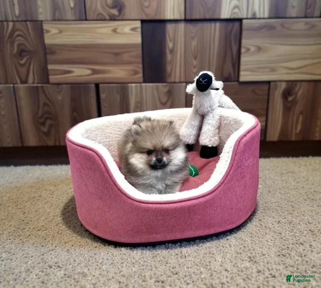 Pomeranian dogs for sale: Max - Ad 19