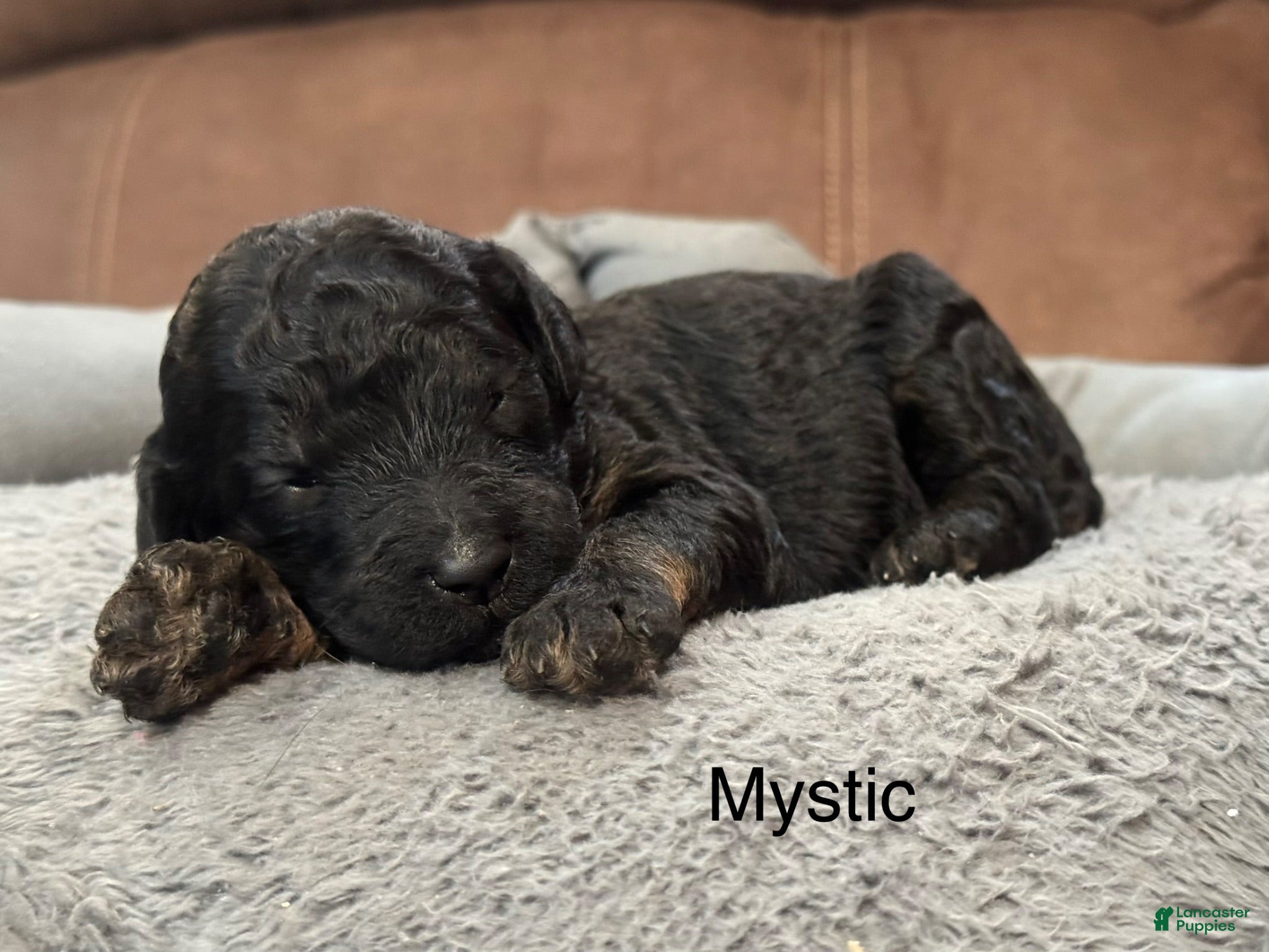 Standard Poodle dogs Mystic  - Ad 2